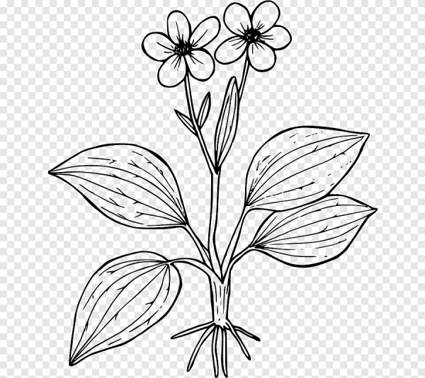 Лютик контур