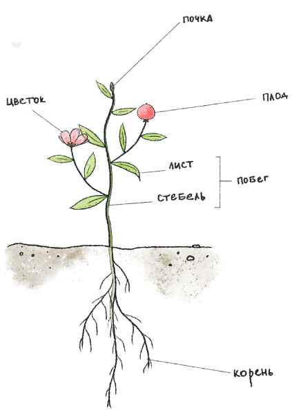 Шиповник строение растения
