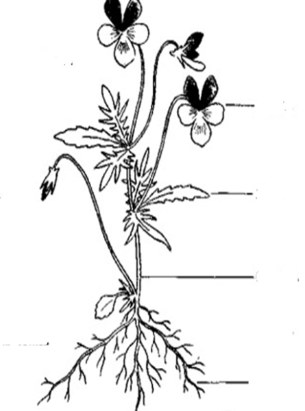 Органы растений фиалка трехцветная