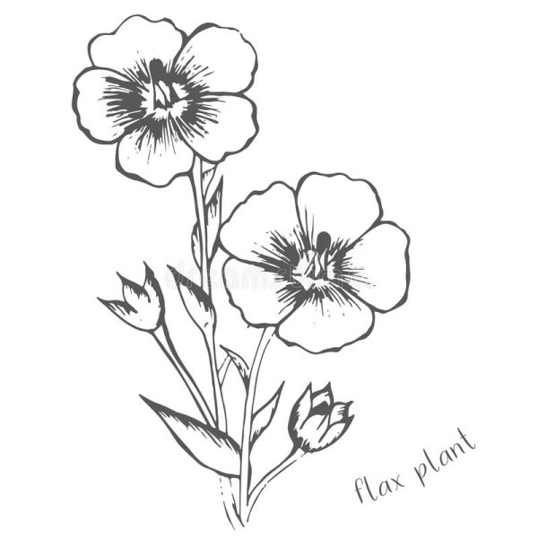 Лен раскраска для детей