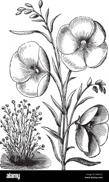 Цветок льна эскиз