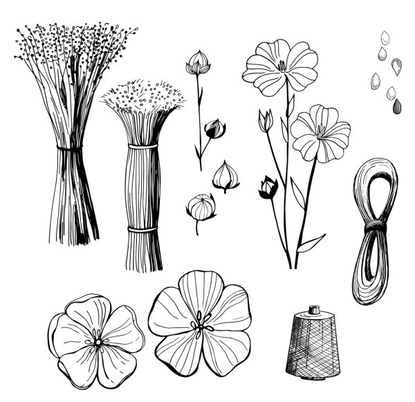 Лен растение вектор