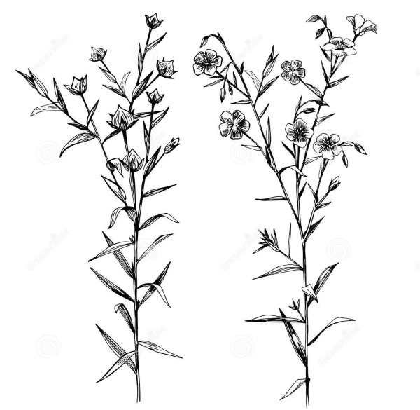 Веточка льна Графика