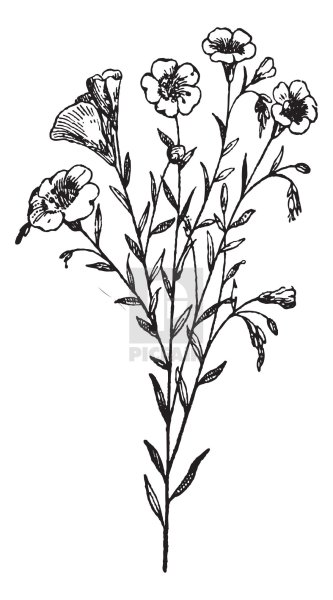 Лен рисунок