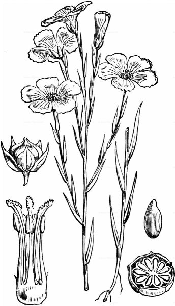 Лен карандашом