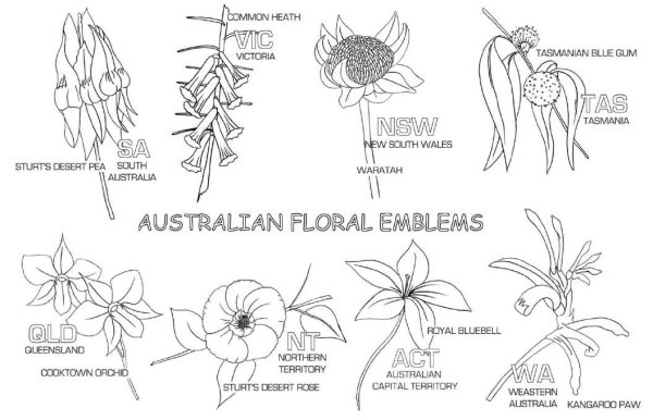 Растения Австралии раскраски для детей
