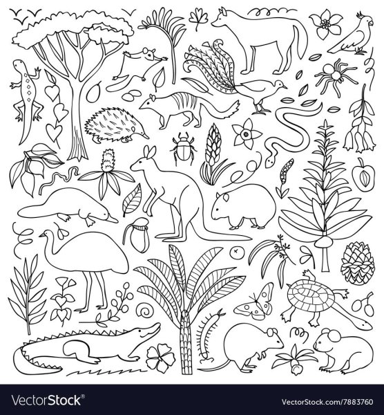 Растения Австралии раскраска