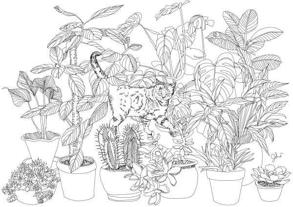 Комнатные растения раскраска