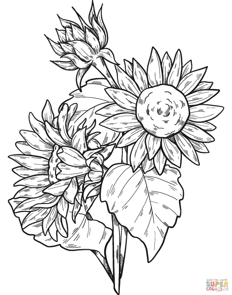 Подсолнух раскрасить