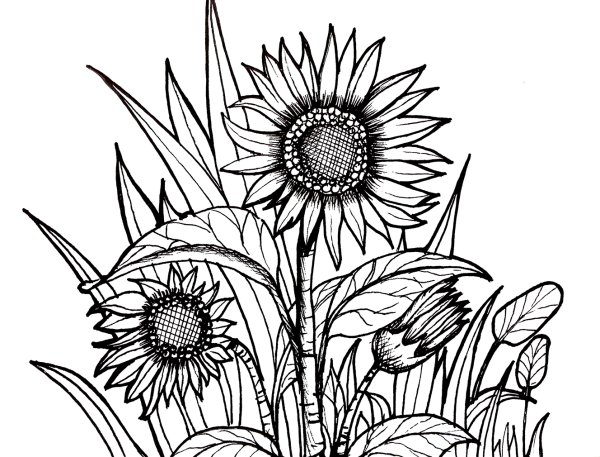 Подсолнух. Раскраска