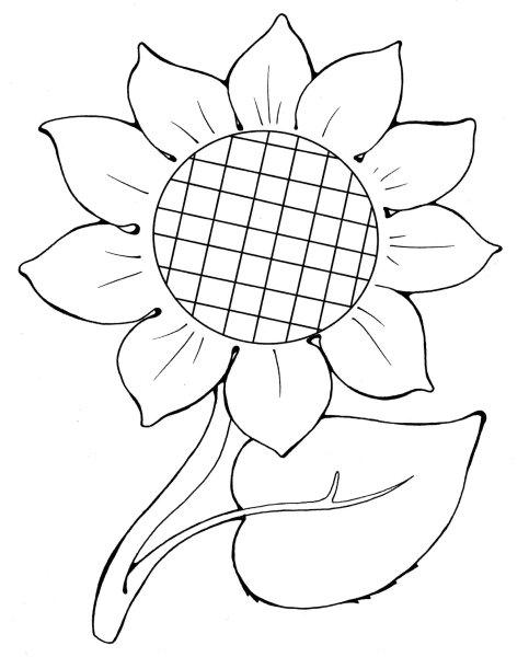 Подсолнух раскраска для детей