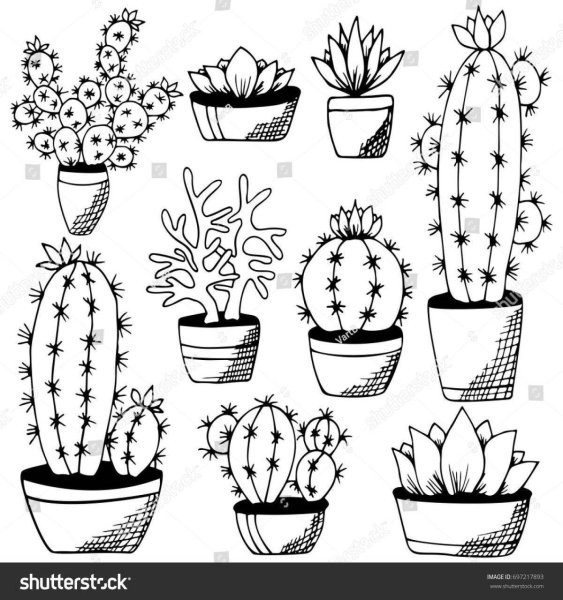 Раскраска комнатные растения Кактус