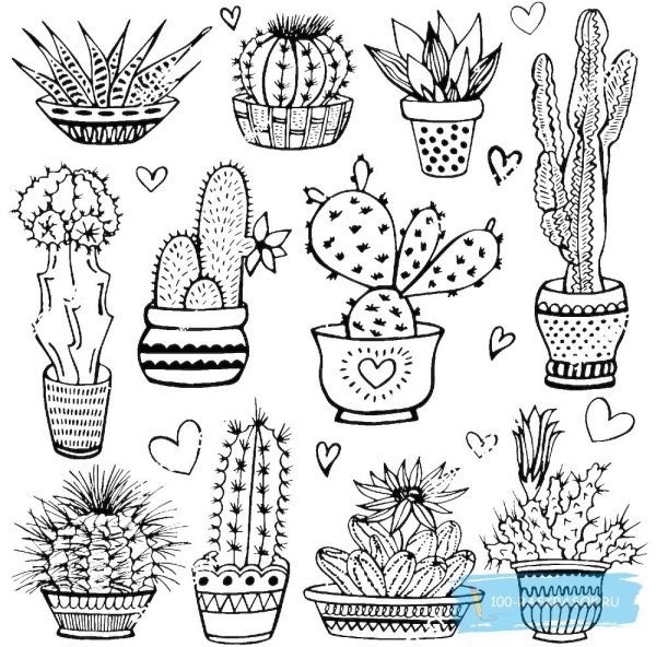 Раскраски растения кактусы