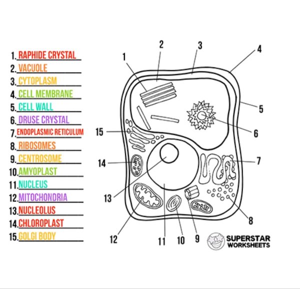 Клетка растения раскраска