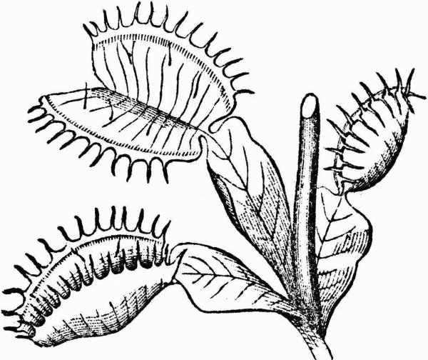 Венерина мухоловка