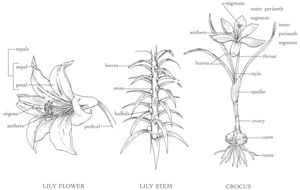 Лилейные Лилия строение цветка