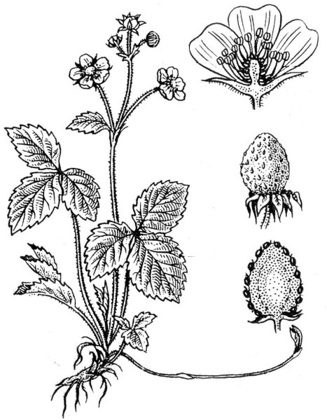 Земляника Лесная корень