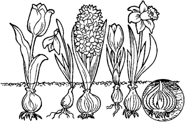 Нарцисс семейство Лилейные