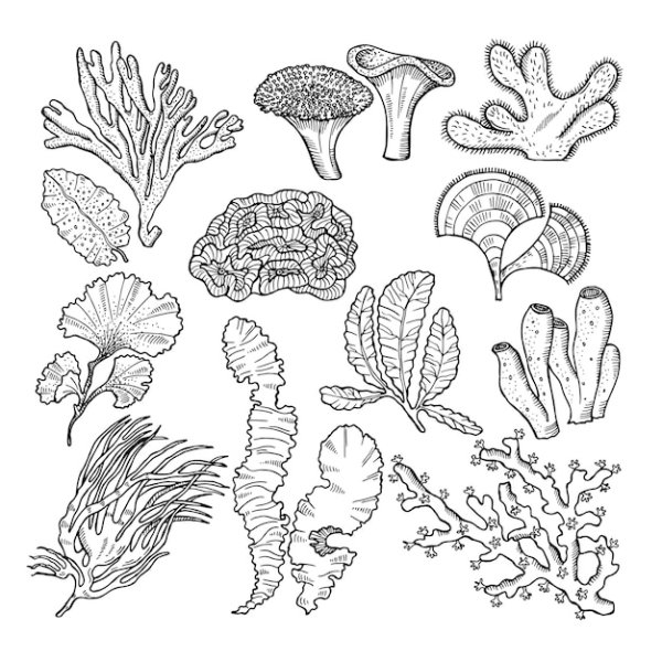 Стилизованные водоросли