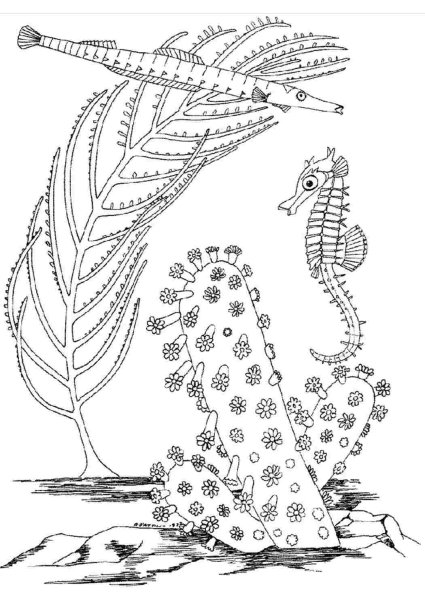 Водоросли раскраска для детей