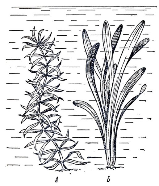 Элодея рисунок карандашом