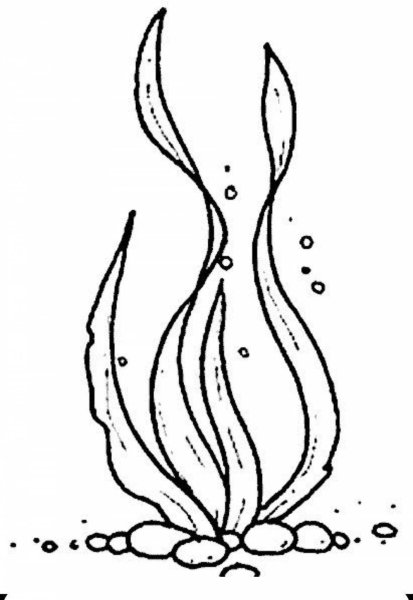 Водоросли карандашом