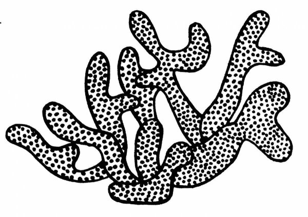 Морские кораллы раскраска