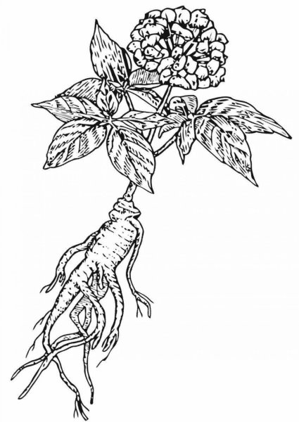 Корни женьшеня Фармакогнозия