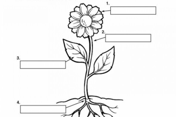 Части растений раскраска