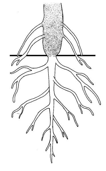 Корневая система главный корень