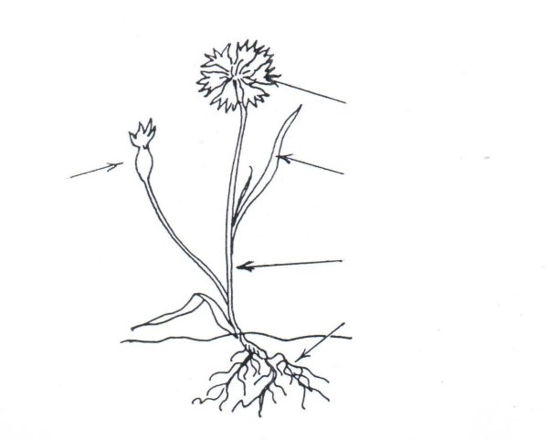 Строение корня василька