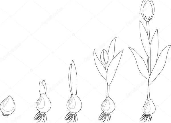 Раскраска этапы роста растения