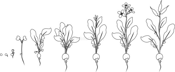 Стадии цветения растений в раскрасках