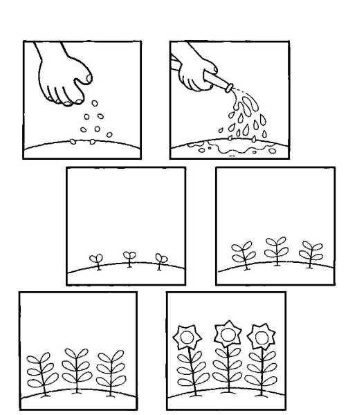 Раскраска семена растений