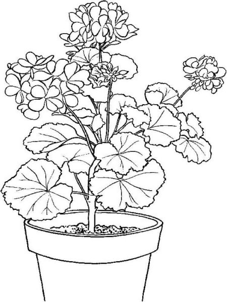 Каланхоэ, бегония, герань, Жасмин