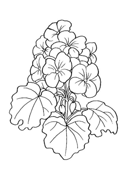 Пеларгония зональная рисунок