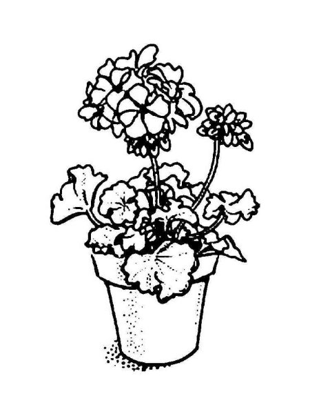 Герань бегония фиалка