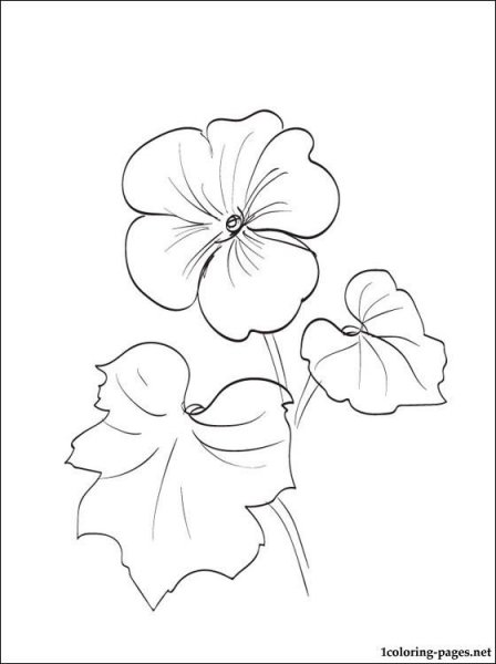 Герань раскраска