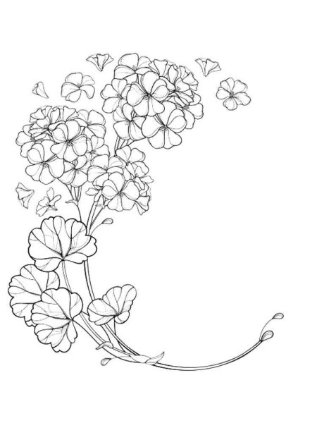 Герань контур