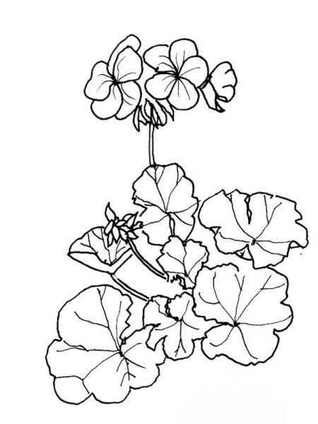 Каланхоэ, бегония, герань, Жасмин