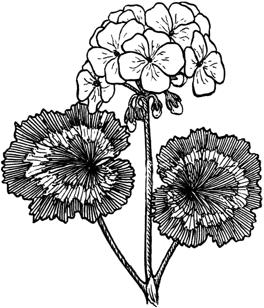 Герань стилизованная