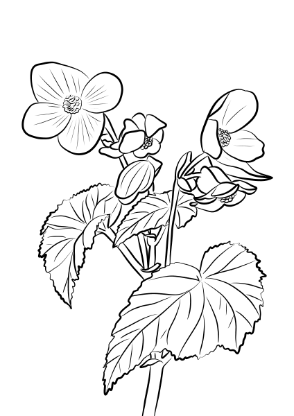 Бегония вечноцветущая (Begonia semperflorens)