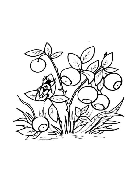 Черника раскраска для детей