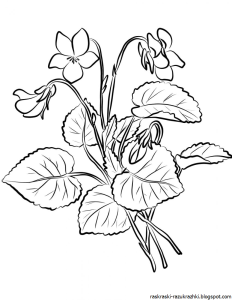 Фиалка узамбарская рисунок