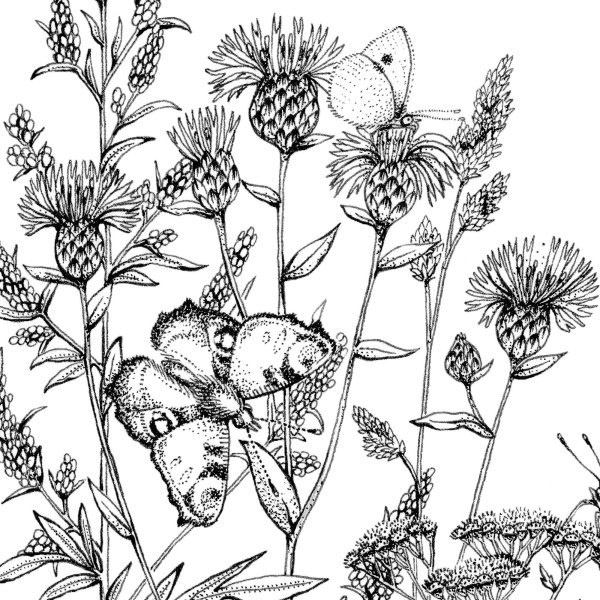 Раскраски с травами