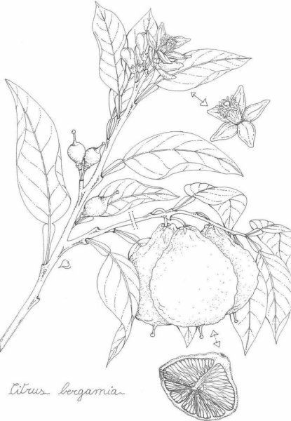 Citrus bergamia Ботаническая иллюстрация