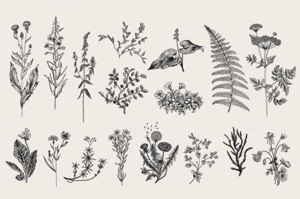 Тату травинка эскиз