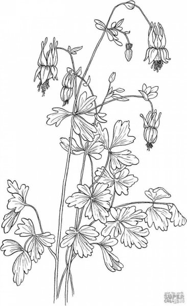 Водосбор строение