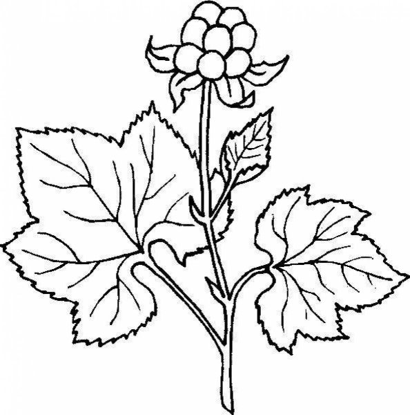 Контур ягоды морошки