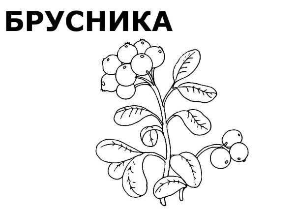 Раскраска "ягоды"